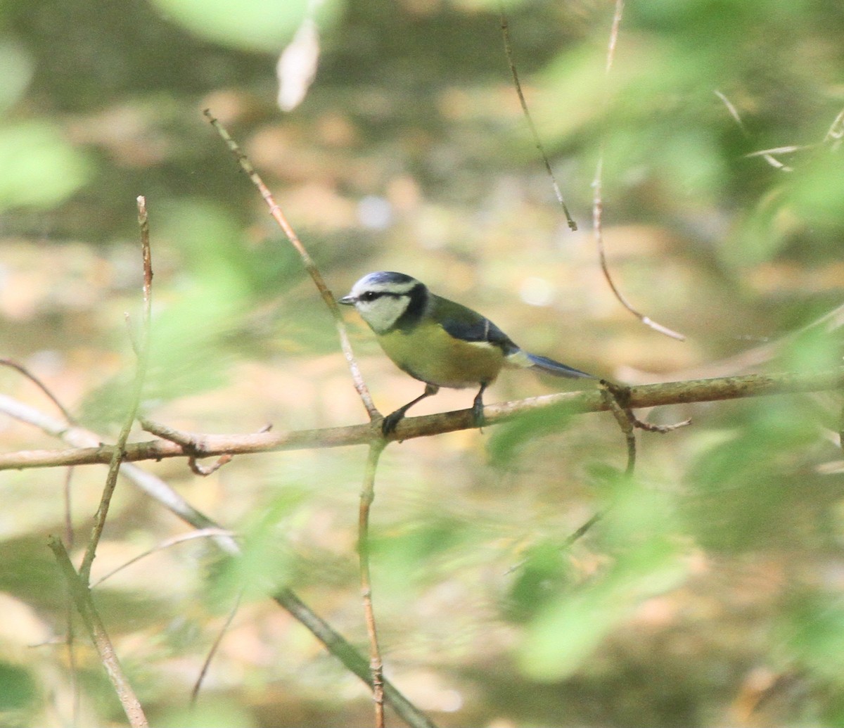 Өрнийн хөх бух - ML527725781