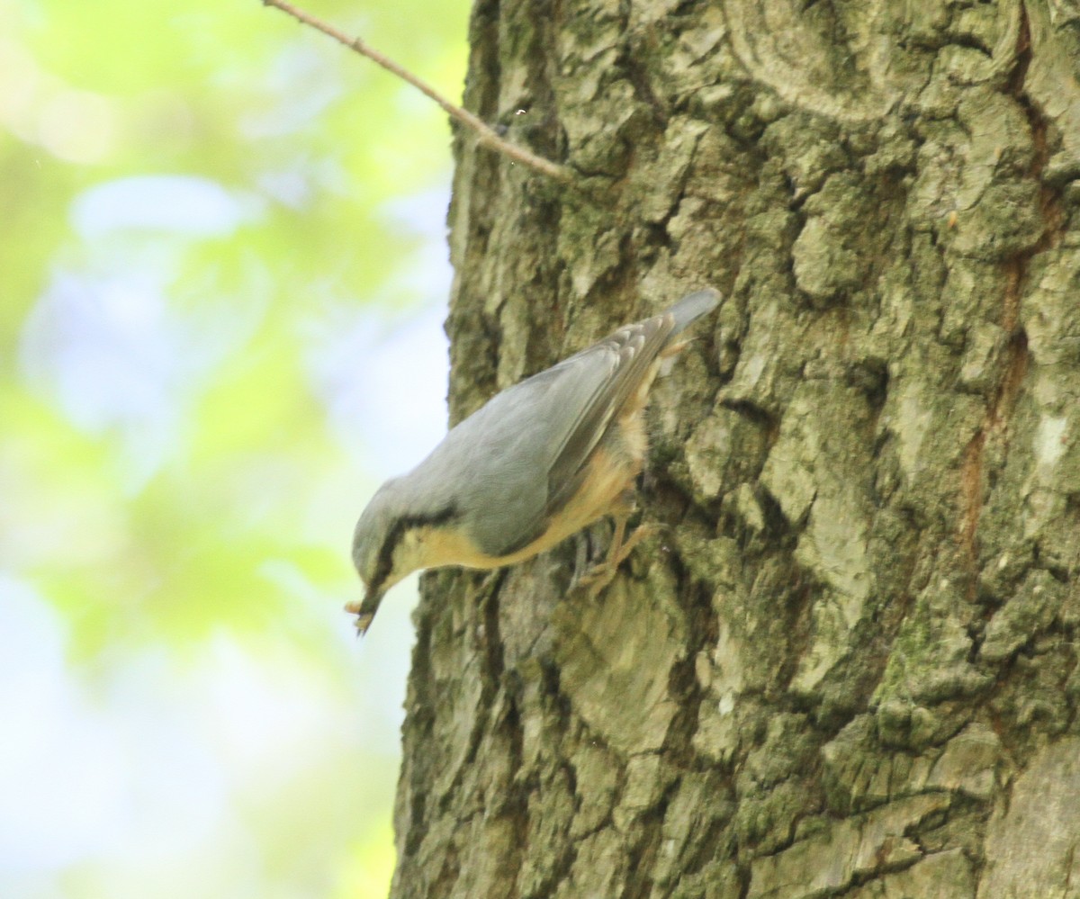 Өрнийн тоншголжин - ML527725891