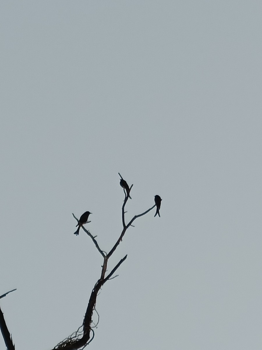 Drongo à crinière - ML527725961