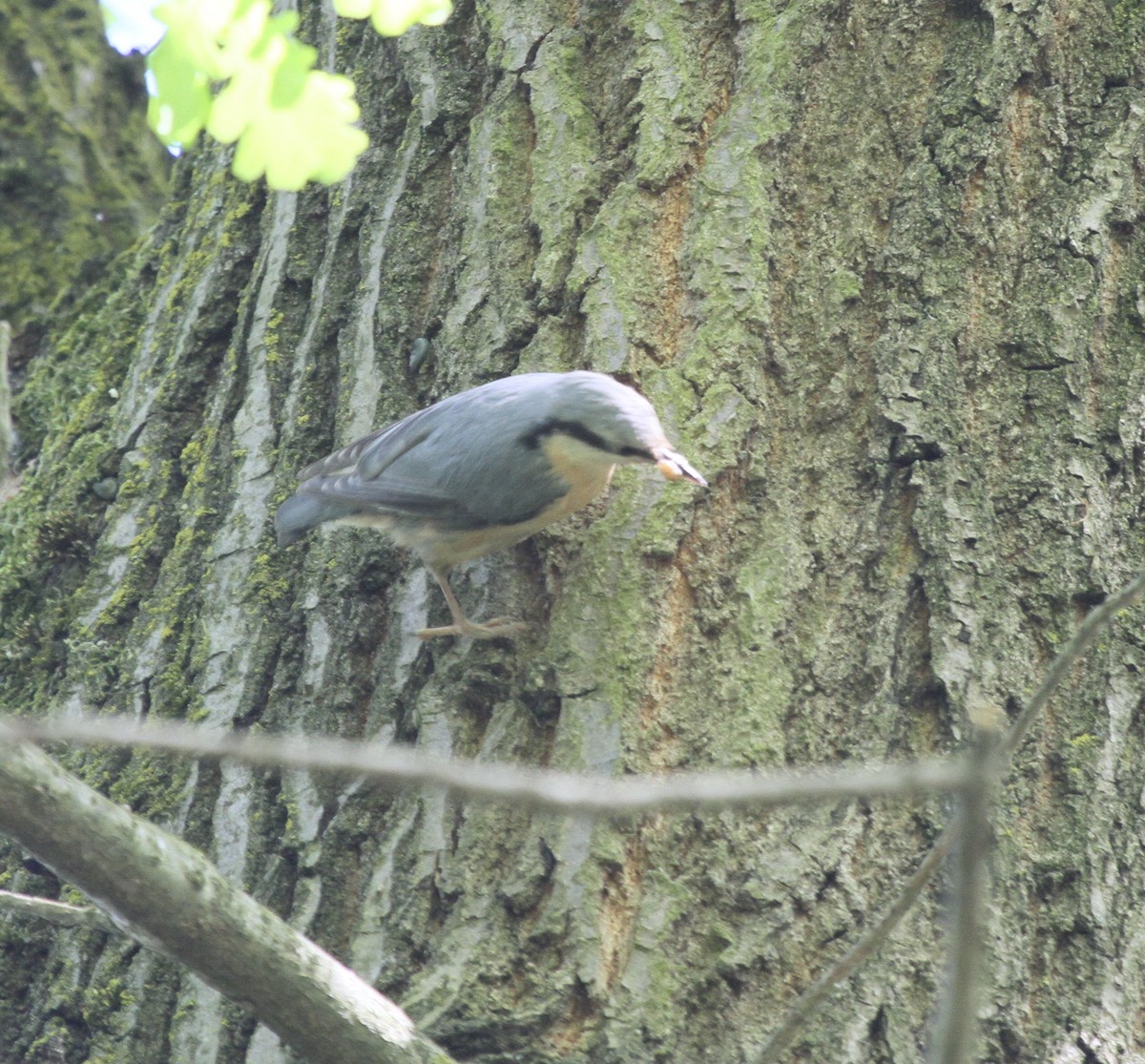 Өрнийн тоншголжин - ML527725981