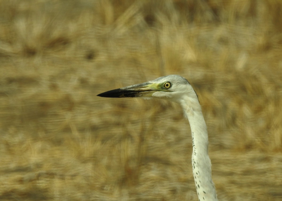 Gray Heron (Mauritanian) - Mark Smiles