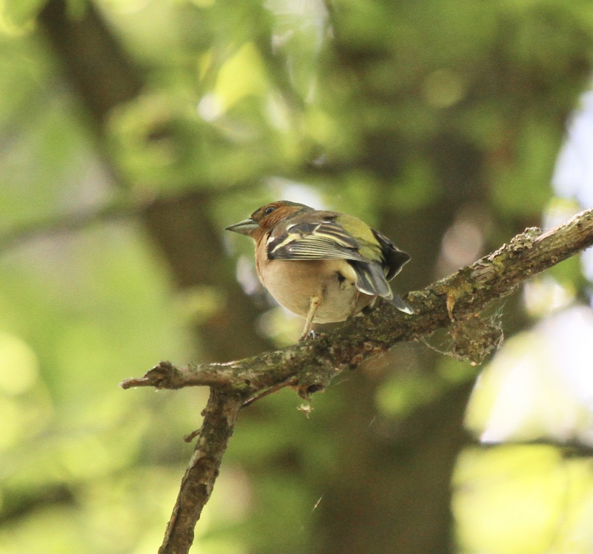 Дуулгат бужирга - ML527726801