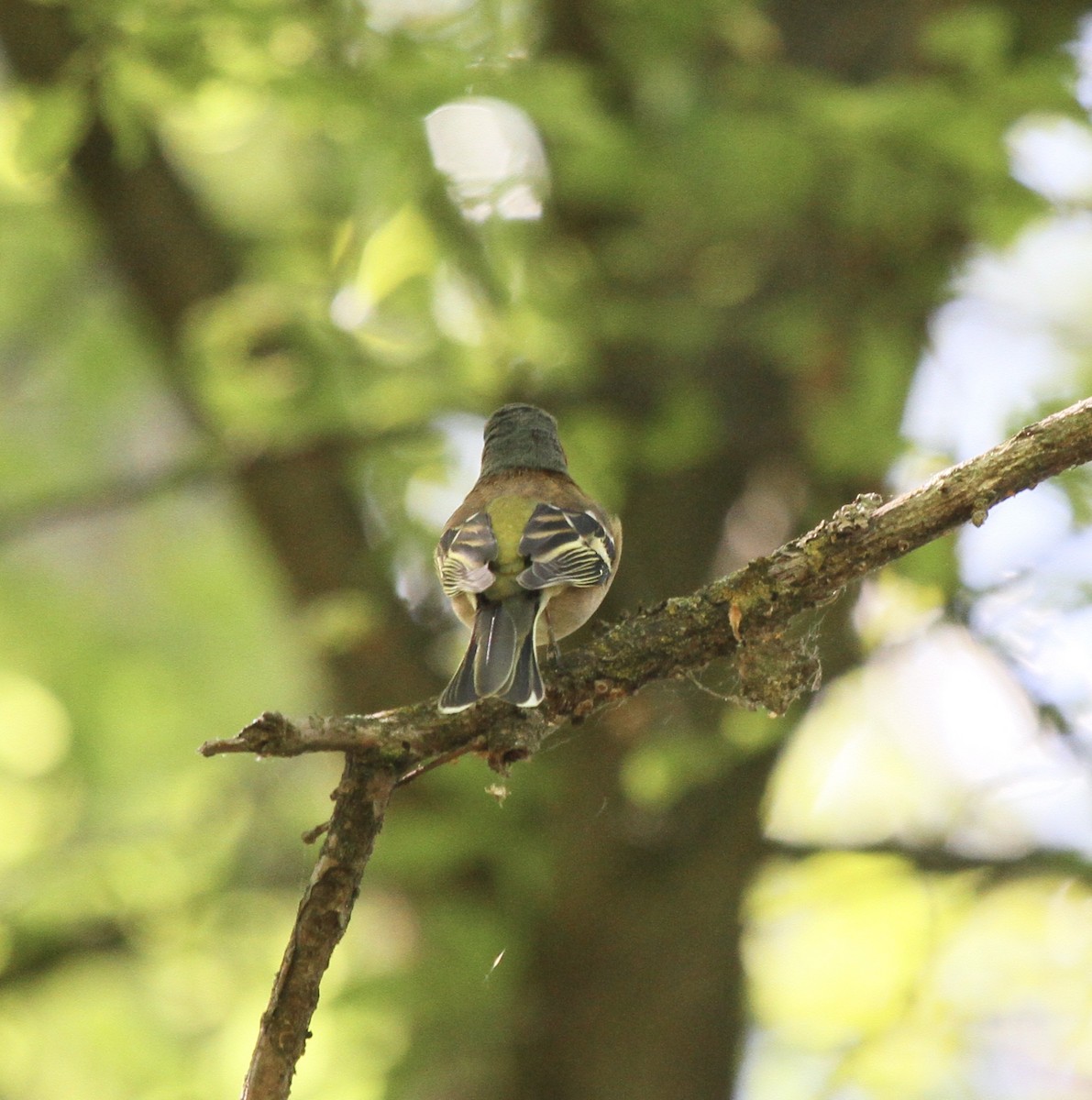 Дуулгат бужирга - ML527726831