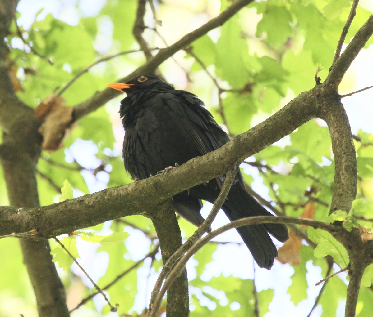 Хар хөөндэй - ML527726931