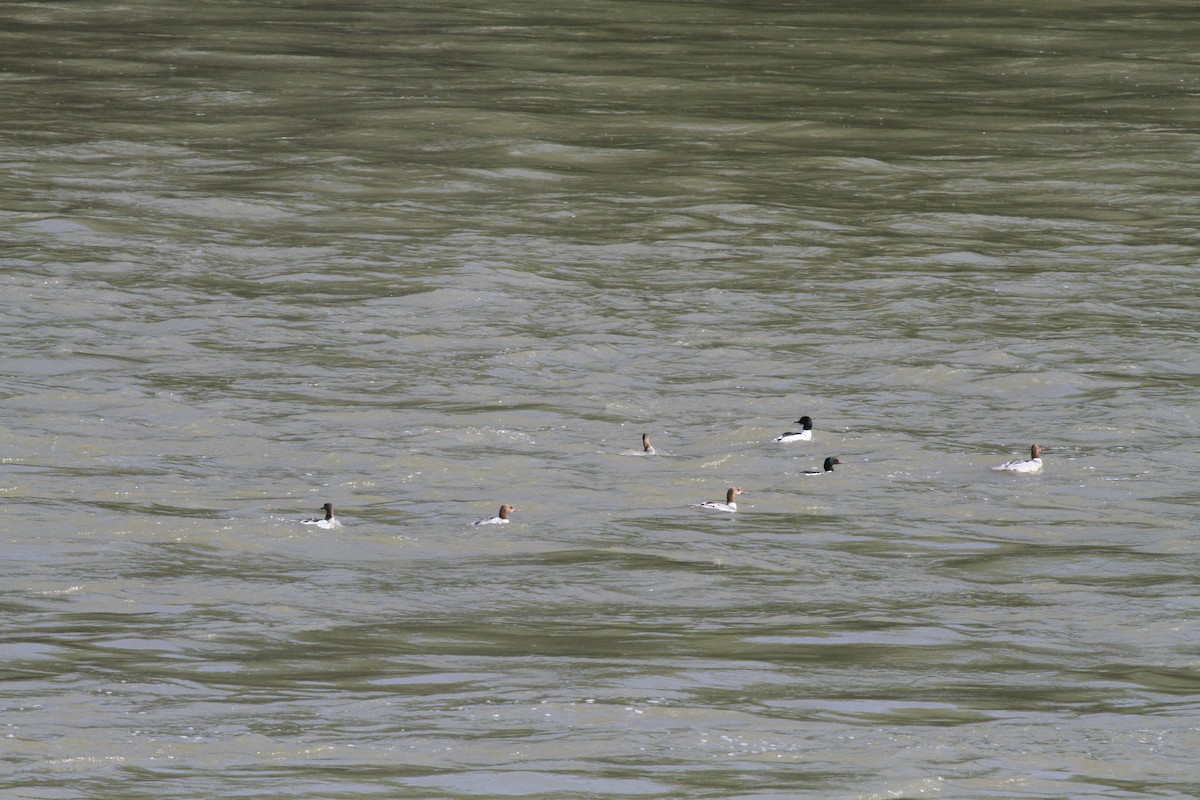 Хумхин бохио - ML527727111