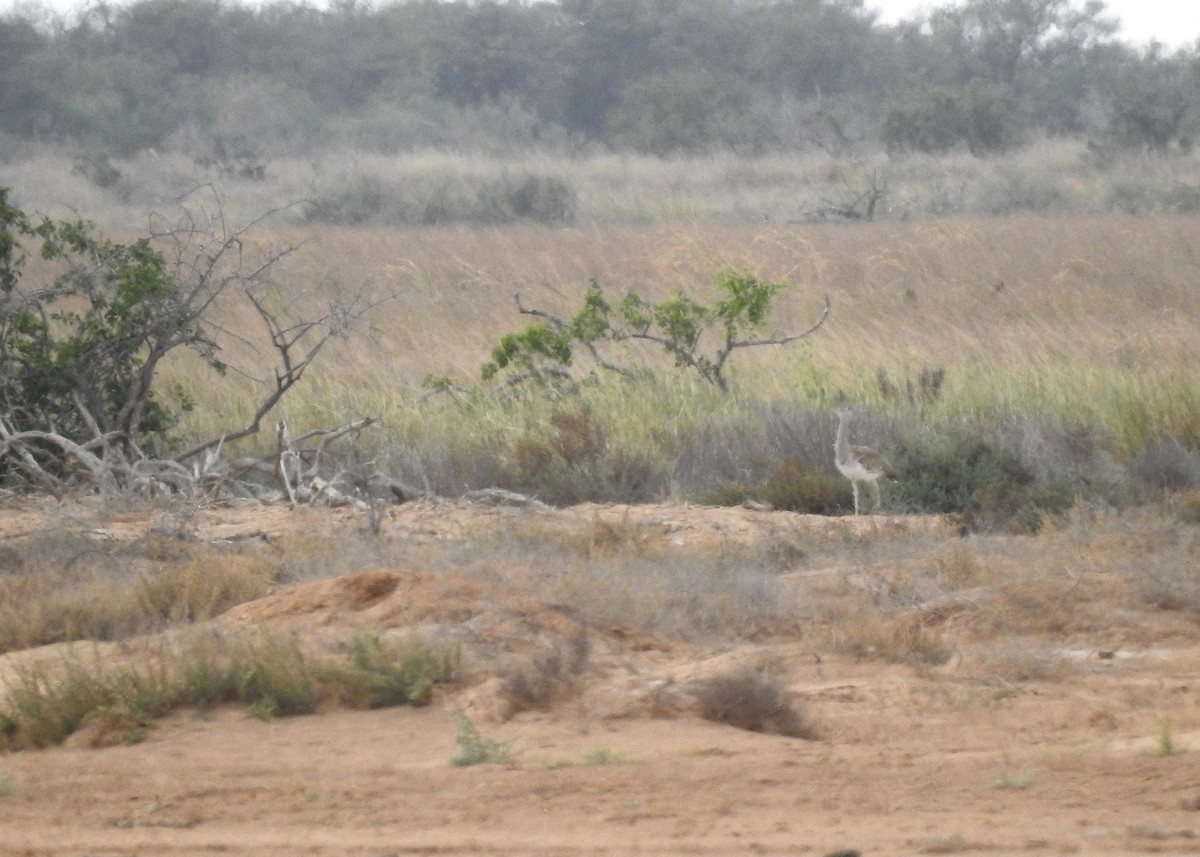 Arabian Bustard - ML527727541