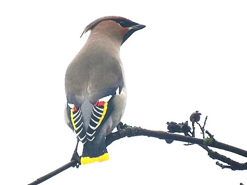 Bohemian Waxwing - ML527727921