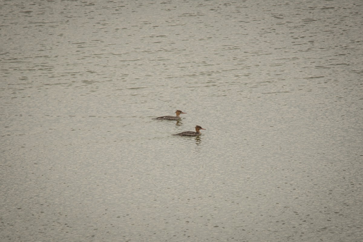 Red-breasted Merganser - Hugo Gonzalez