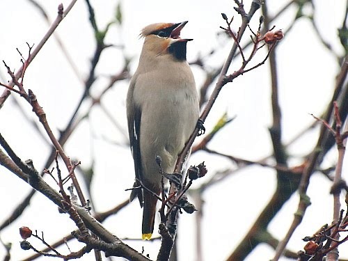 Bohemian Waxwing - ML527728041