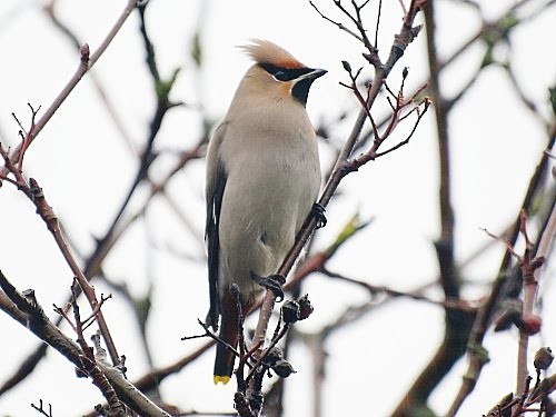 Bohemian Waxwing - ML527728101