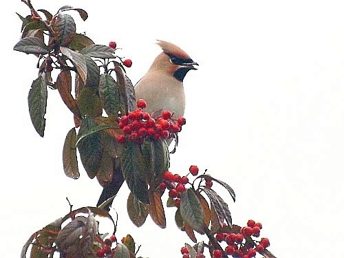 Bohemian Waxwing - ML527728191