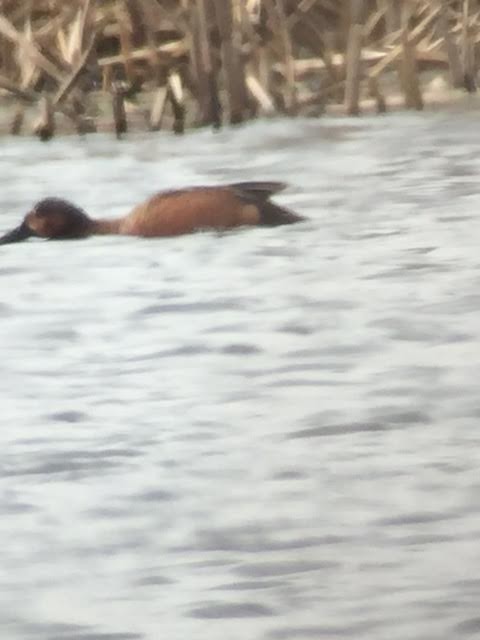 Blue-winged x Cinnamon Teal (hybrid) - ML52773091