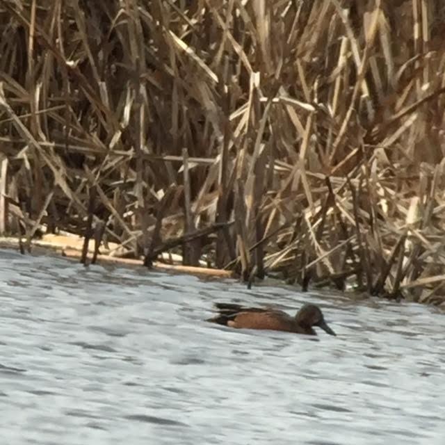 Blue-winged x Cinnamon Teal (hybrid) - ML52773101