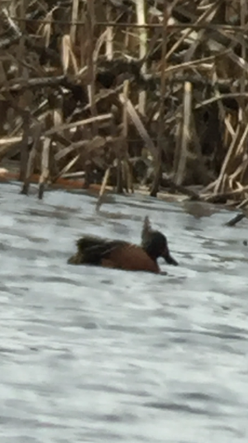 Blue-winged x Cinnamon Teal (hybrid) - ML52773111