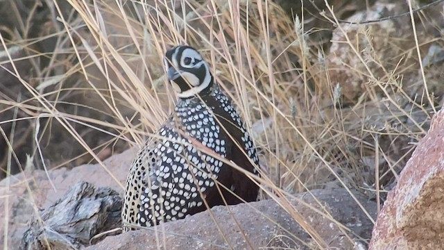 Montezuma Quail - ML527731511