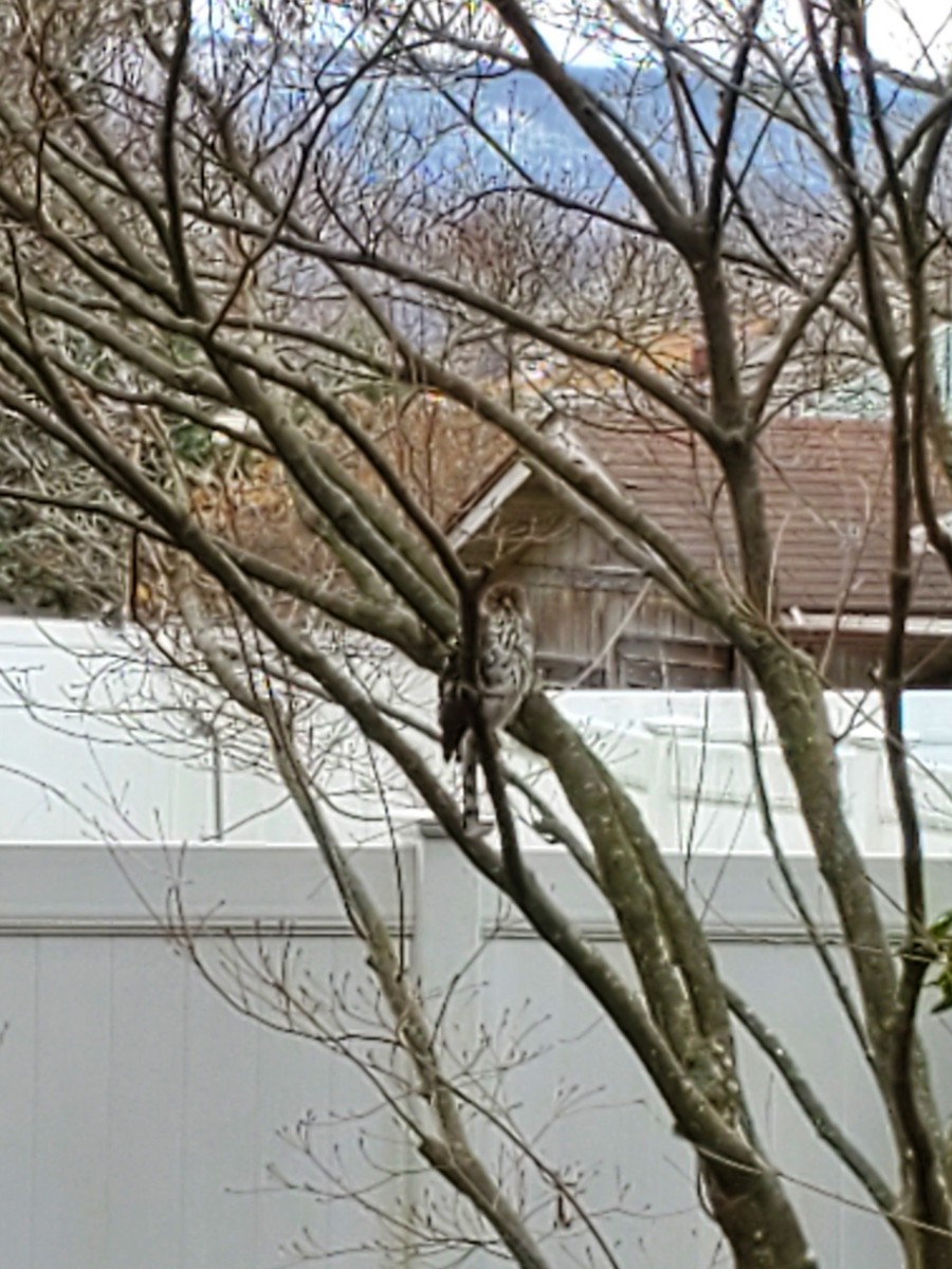 Cooper's Hawk - ML527733591