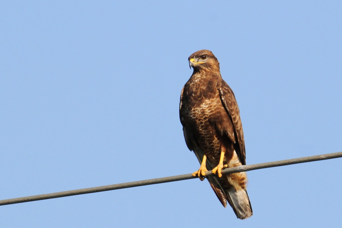 Buse variable - ML527734191