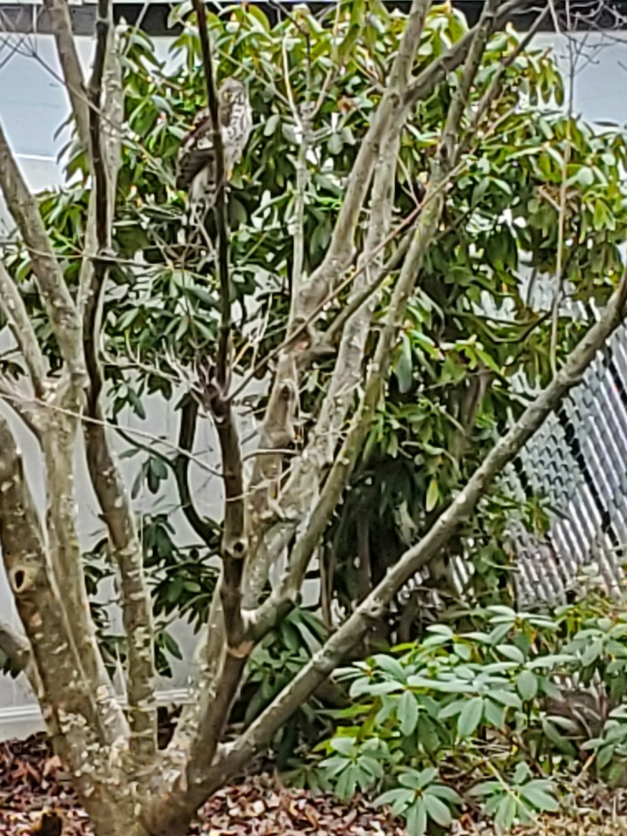 Cooper's Hawk - ML527735121