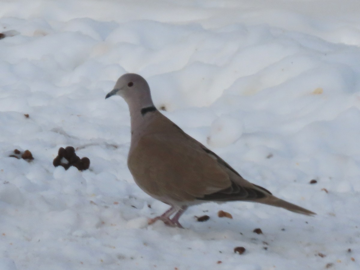 Eurasian Collared-Dove - ML527735351