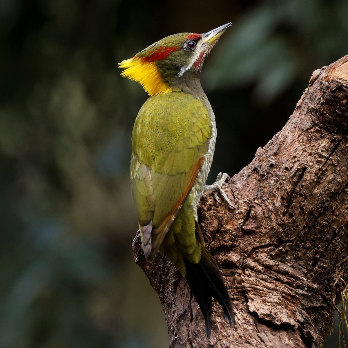 Lesser Yellownape - John Mills