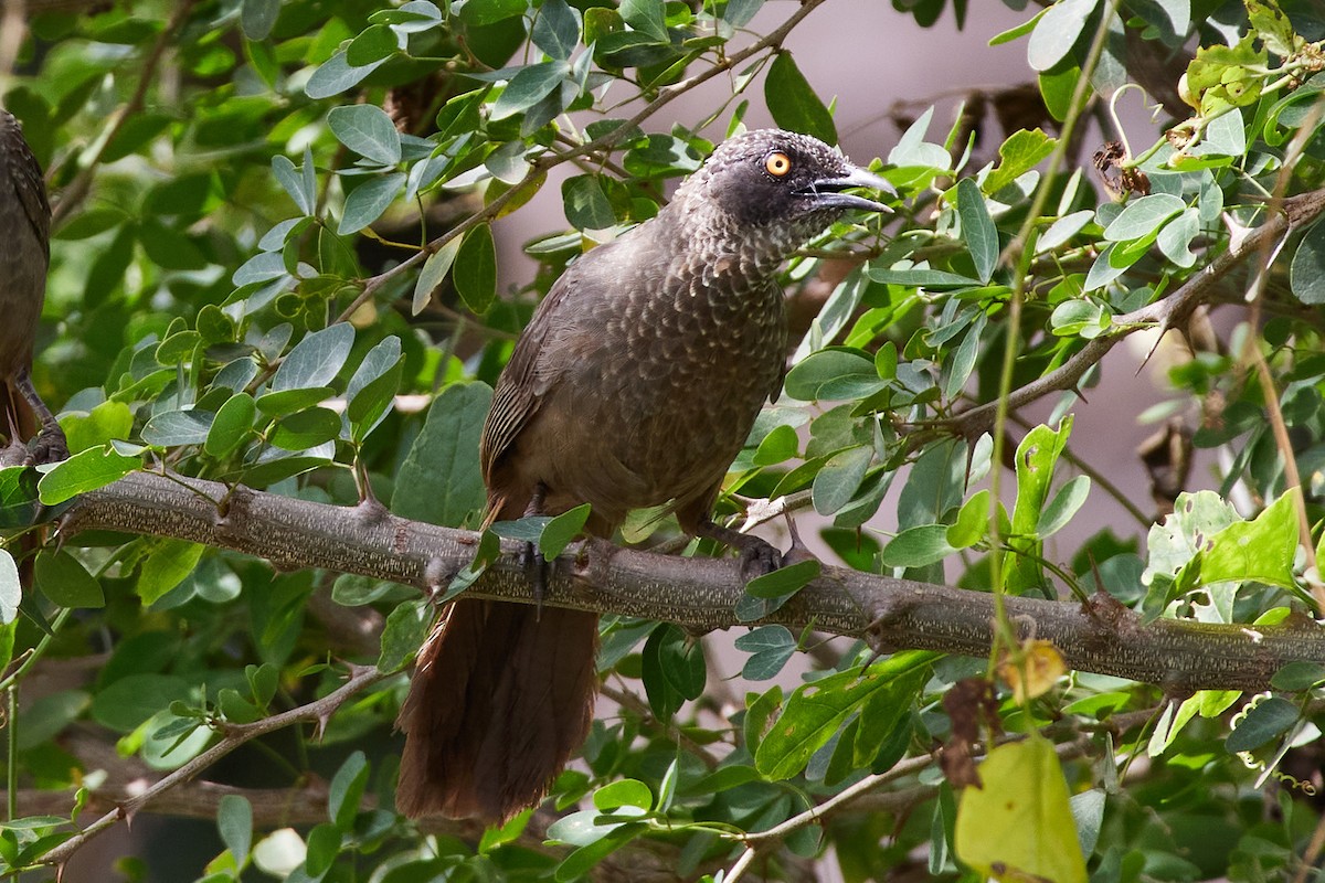 Scaly Babbler - ML527738251