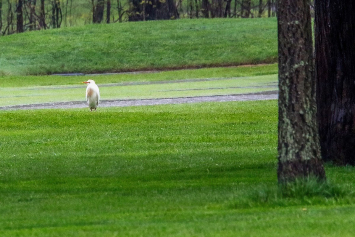 Western Cattle Egret - ML527739961