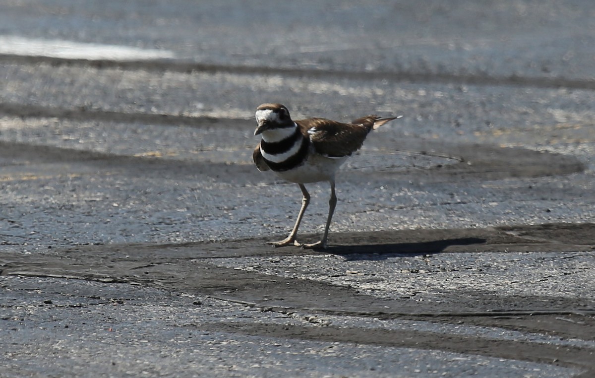 Killdeer - ML52774071