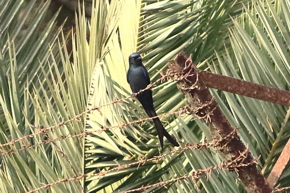 Kül Rengi Drongo - ML527740831