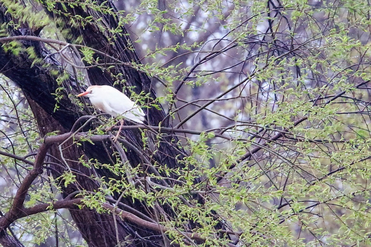 Western Cattle Egret - Richard Rowlee