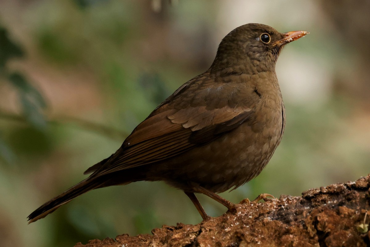 Gray-winged Blackbird - ML527743271