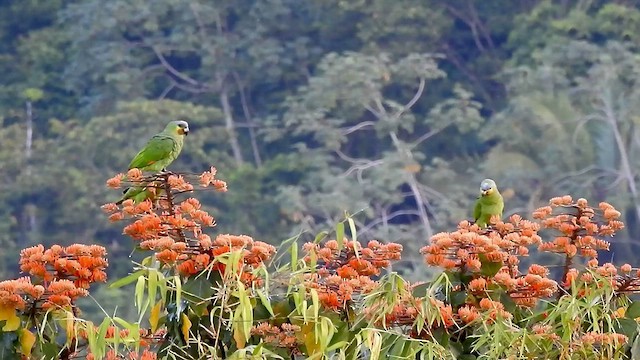 Orange-winged Parrot - ML527745221