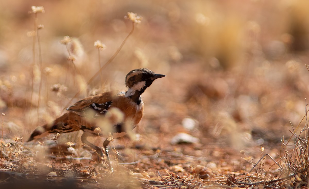 Western Quail-thrush - Chris Jones