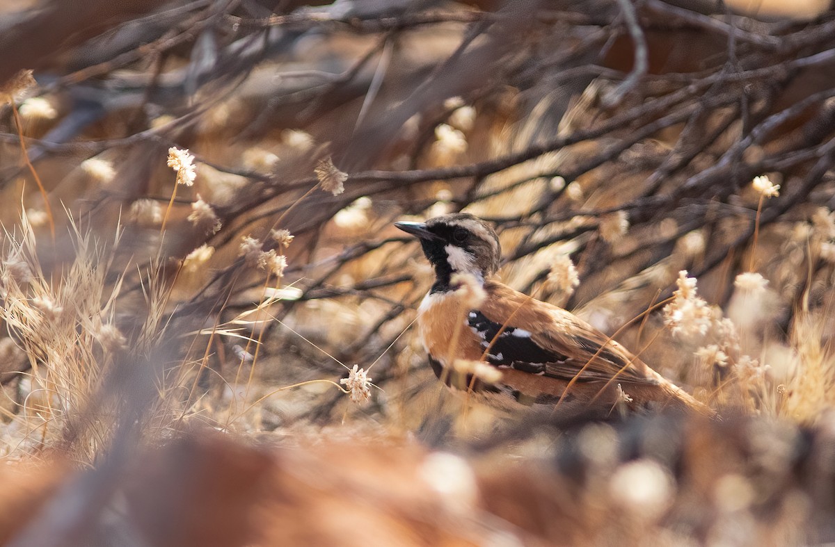 Western Quail-thrush - Chris Jones