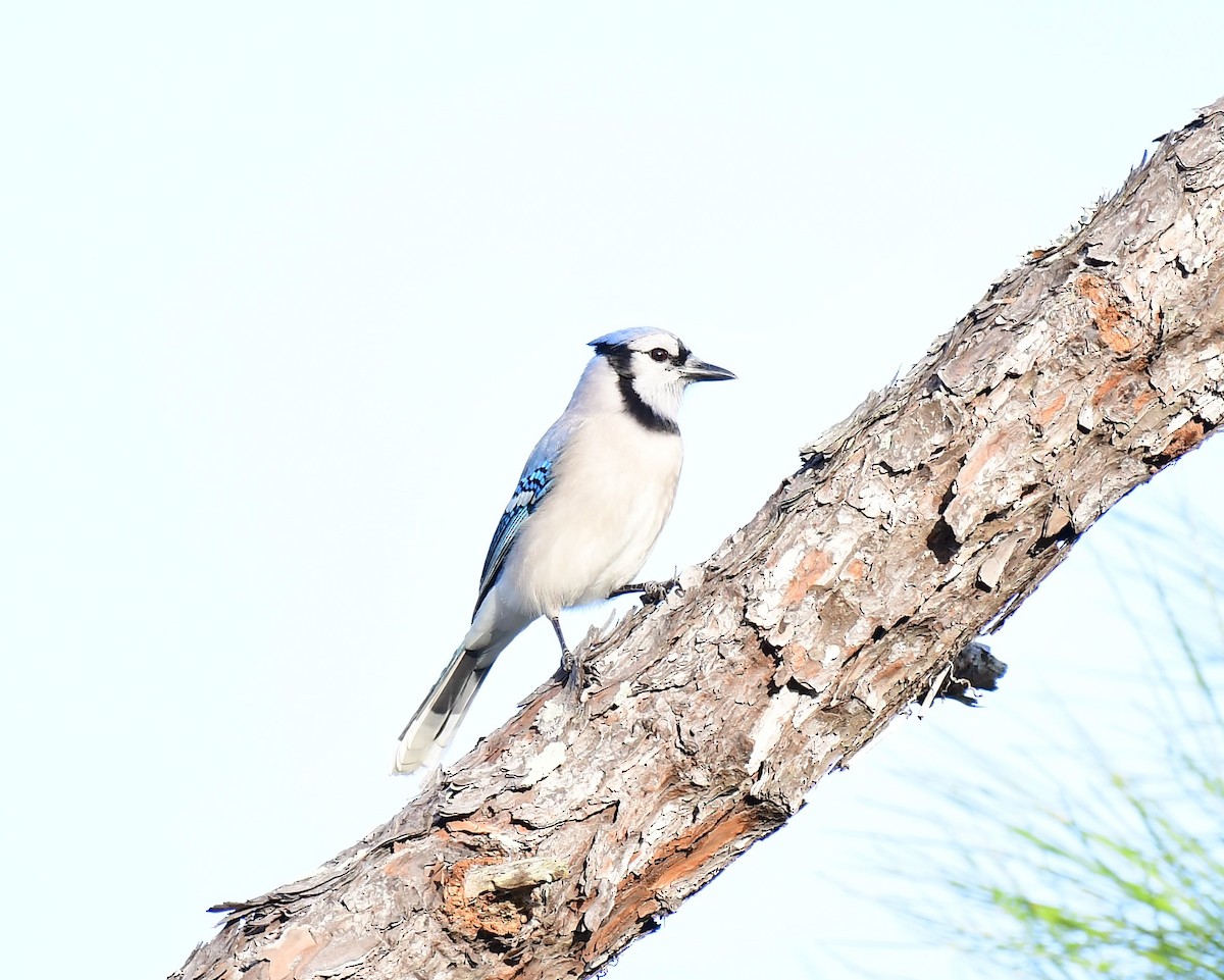 Blue Jay - ML527745851