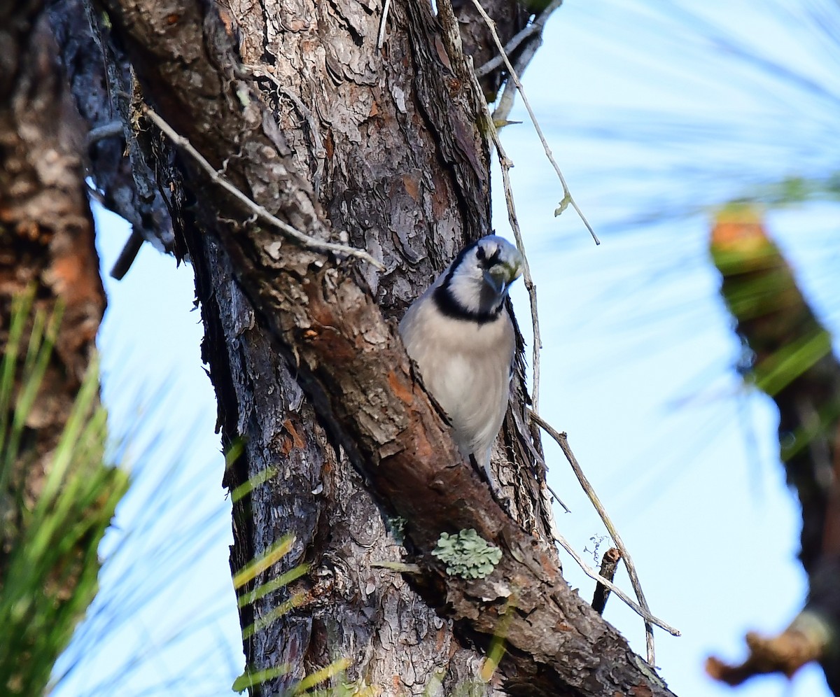 Blue Jay - ML527745921