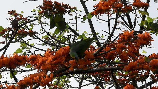 キソデボウシインコ - ML527746001