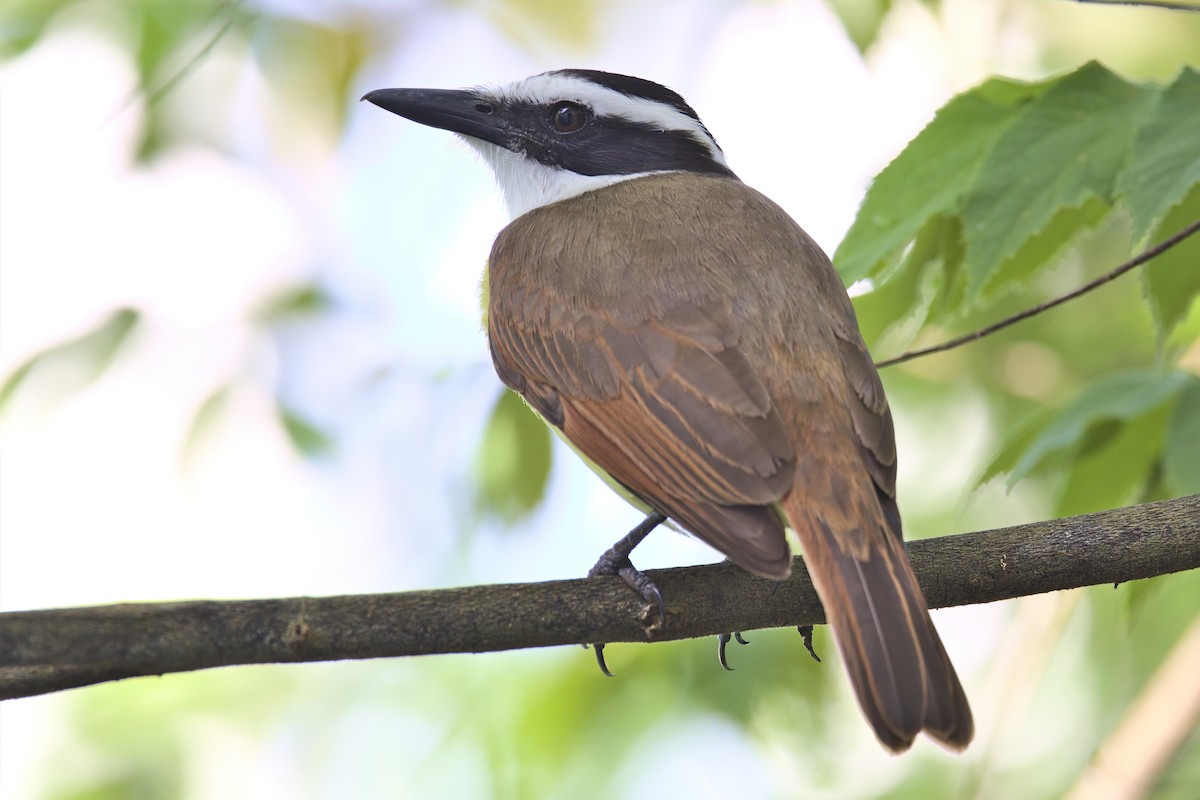 Great Kiskadee - Alex Muench