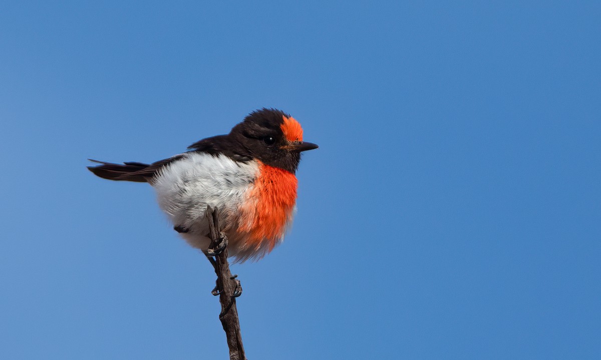 Red-capped Robin - ML527746491