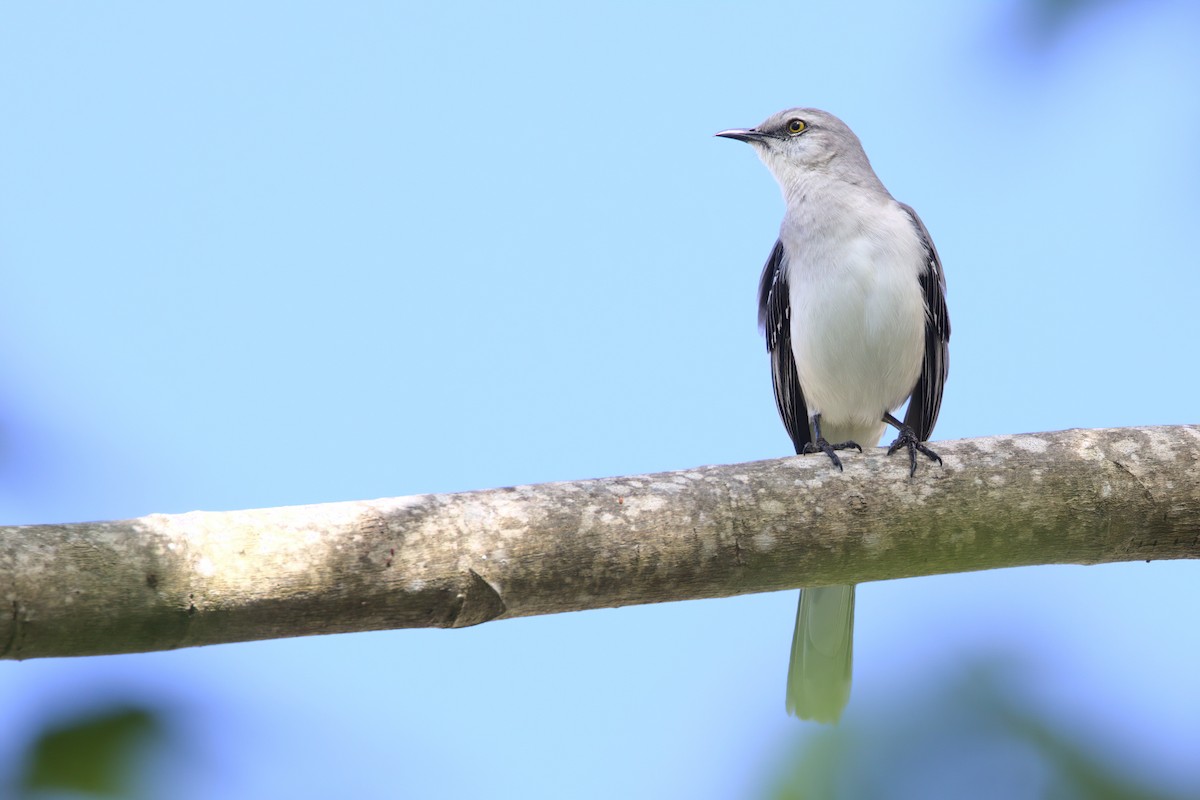 Tropical Mockingbird - ML527746521