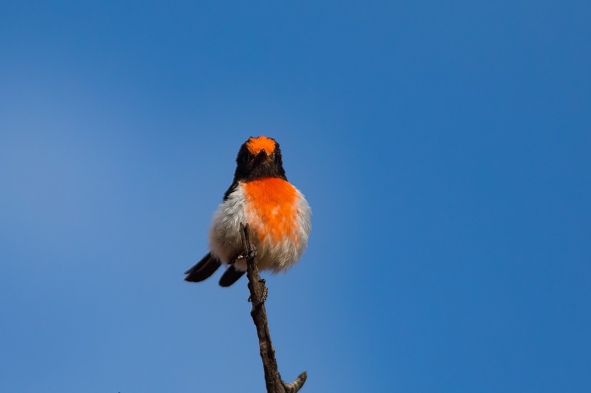 Red-capped Robin - ML527746531