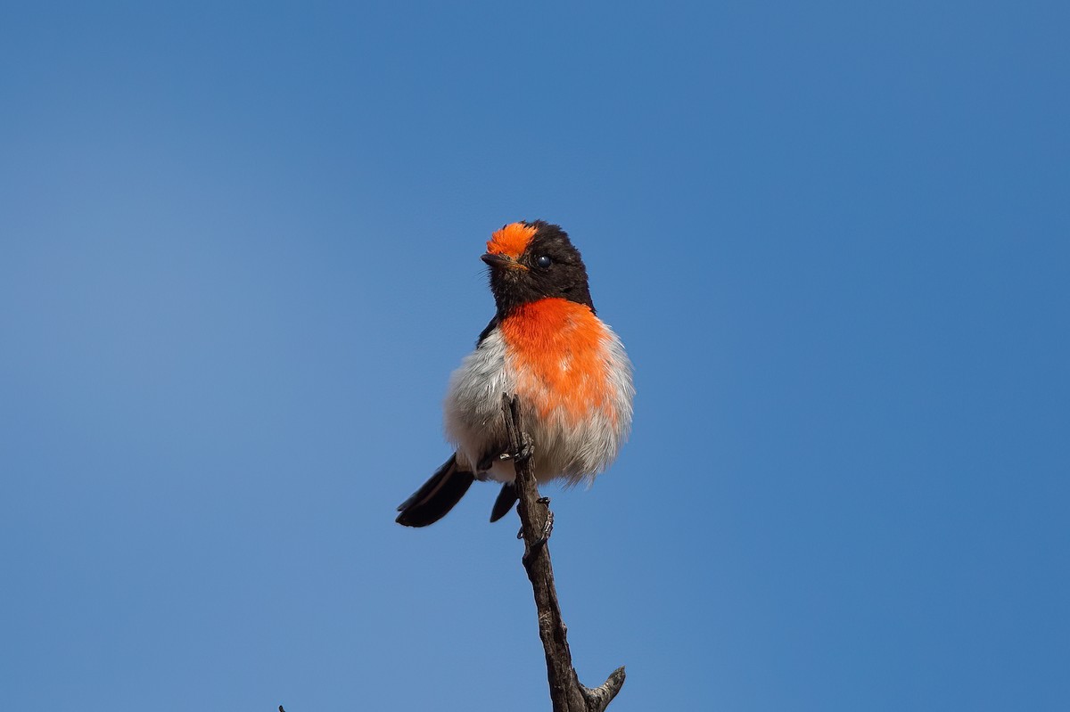 Red-capped Robin - ML527746551