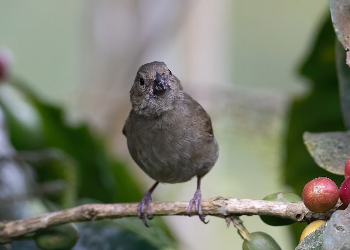 Sooty Grassquit - Andre Moncrieff