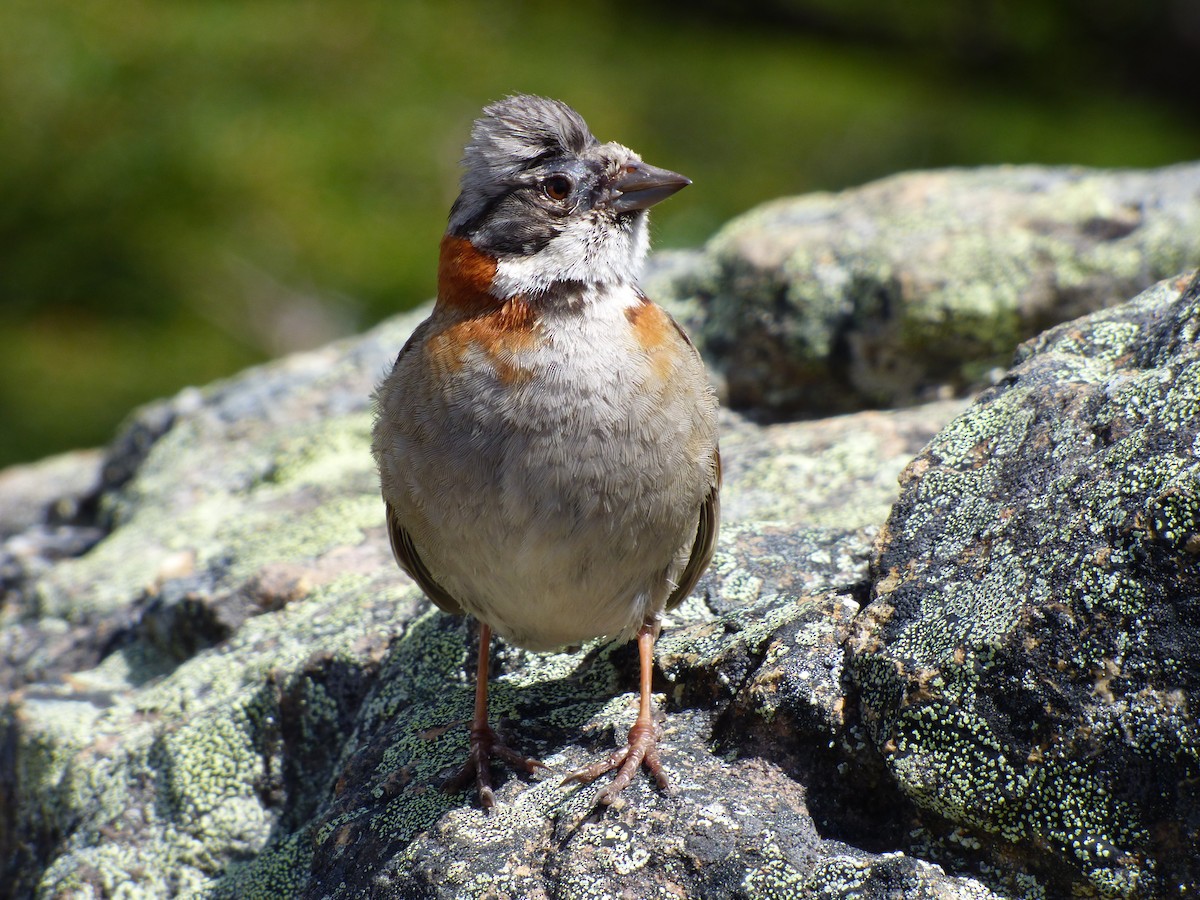 Rufous-collared Sparrow - ML527746591