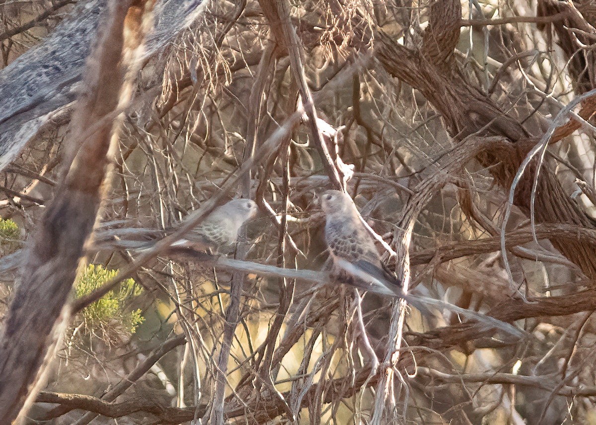 Bourke's Parrot - ML527746851