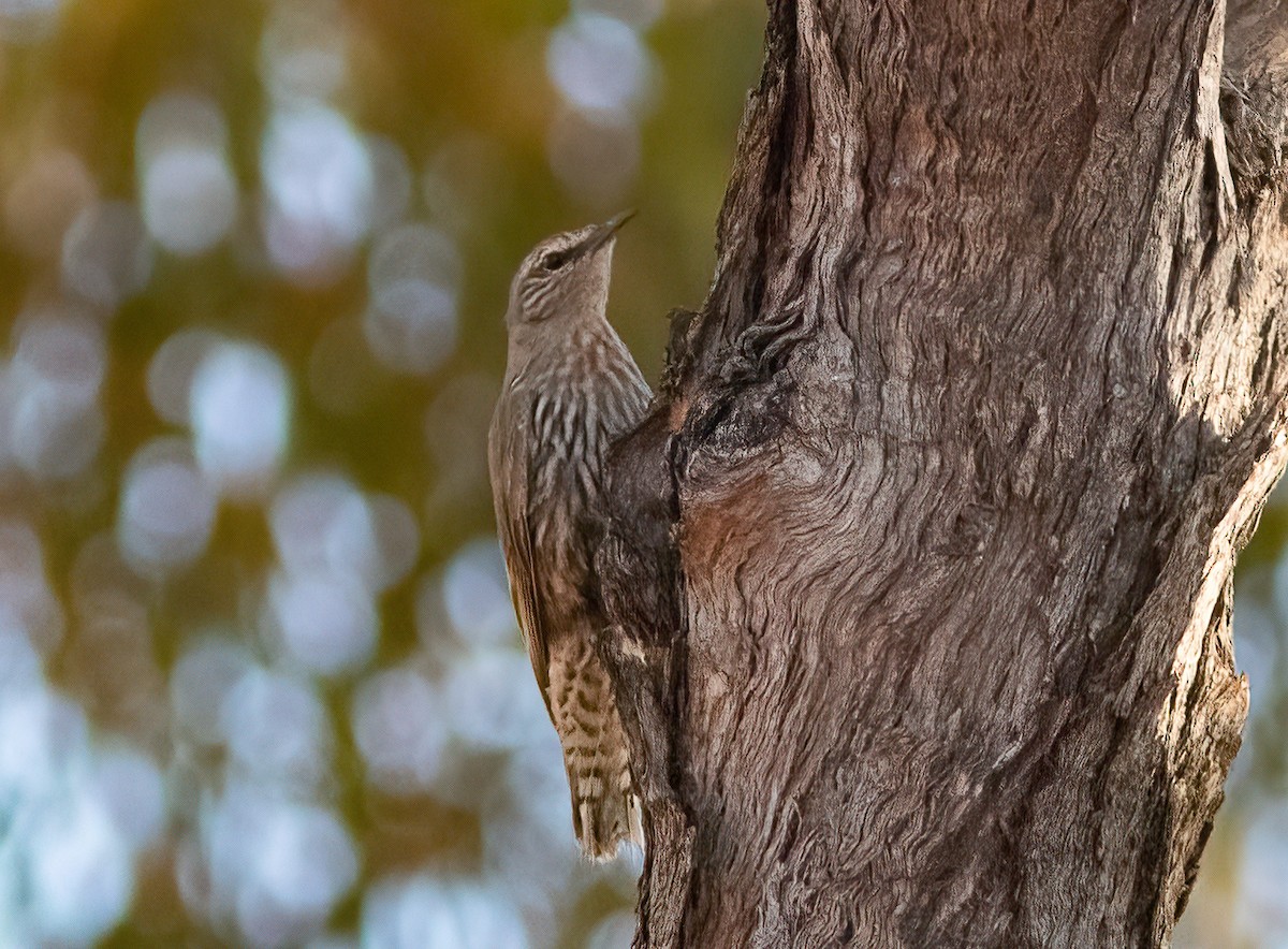 White-browed Treecreeper - ML527746891