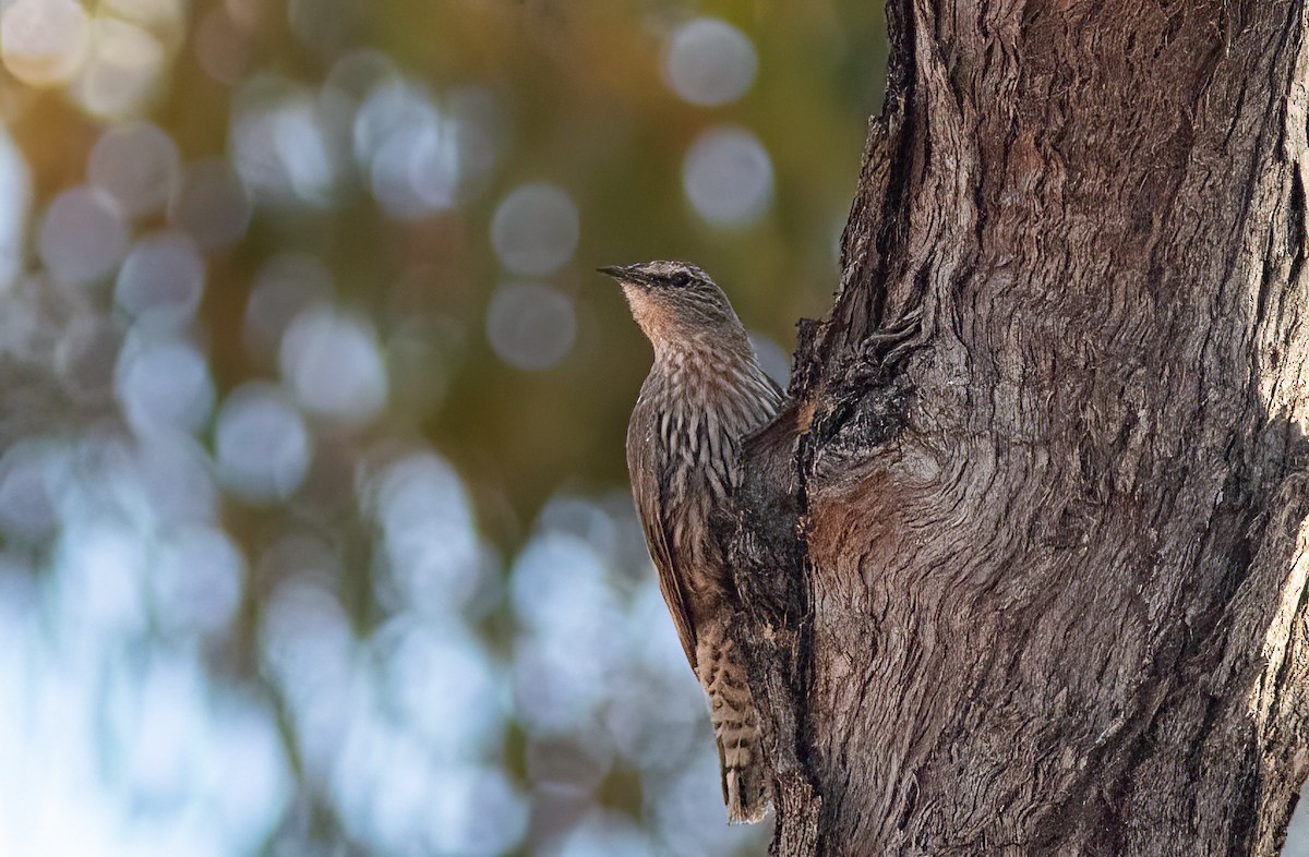 White-browed Treecreeper - ML527746941