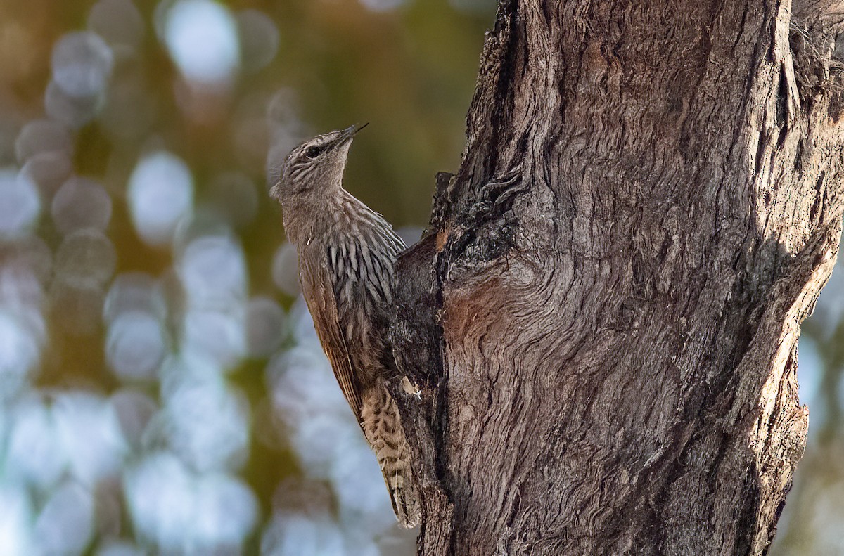 White-browed Treecreeper - ML527746961