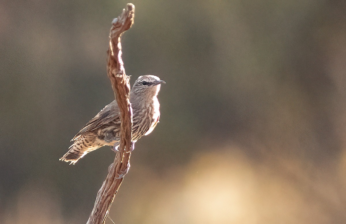 White-browed Treecreeper - ML527746991