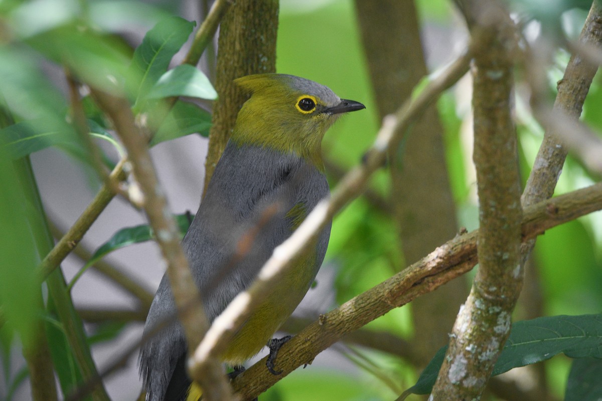 Long-tailed Silky-flycatcher - ML527747381