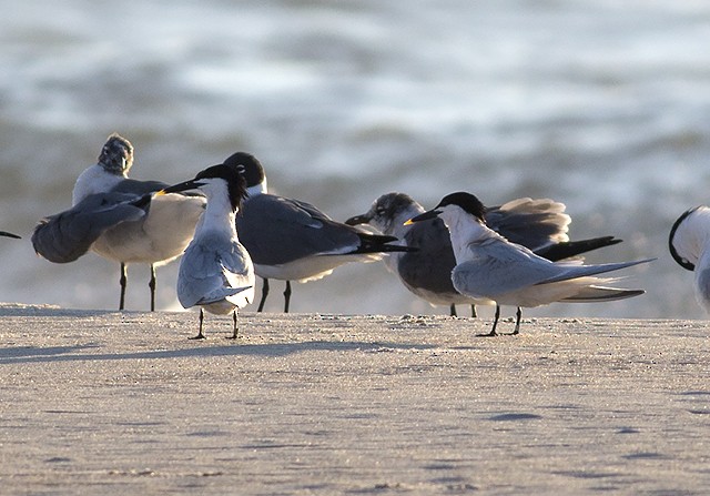 Sandwich Tern - ML52774751